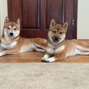 Meet your Posher, Mikayla (shibalady) 🐕